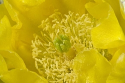 opuntia aff santa rita thumbnail graphic